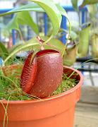 Nepenthes ampullaria 'Cantleys Red'  5